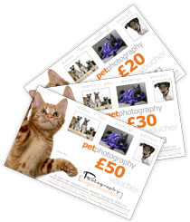 pet portrait vouchers available to buy